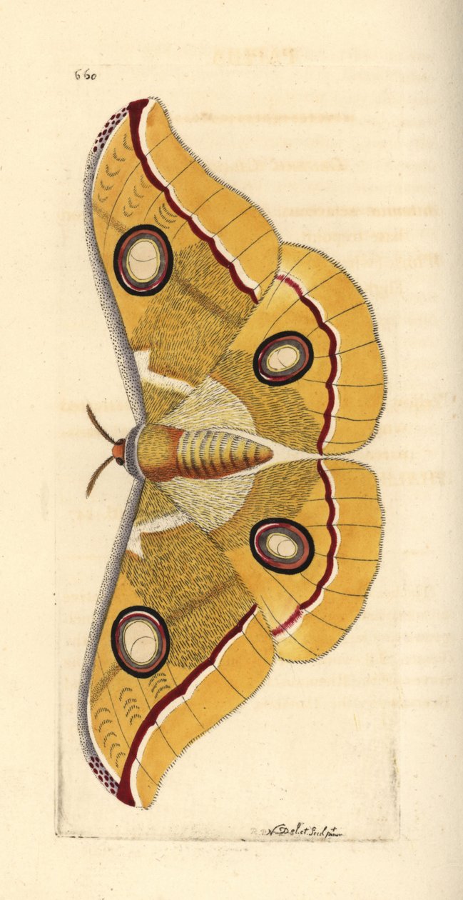 Dél-indiai kis tussore, Antheraea paphia (Phalaena paphia). Az illusztrációt Richard Polydore Nodder rajzolta és metszette. Kézzel színezett rézmetszet George Shaw és Frederick Nodder The Naturalist