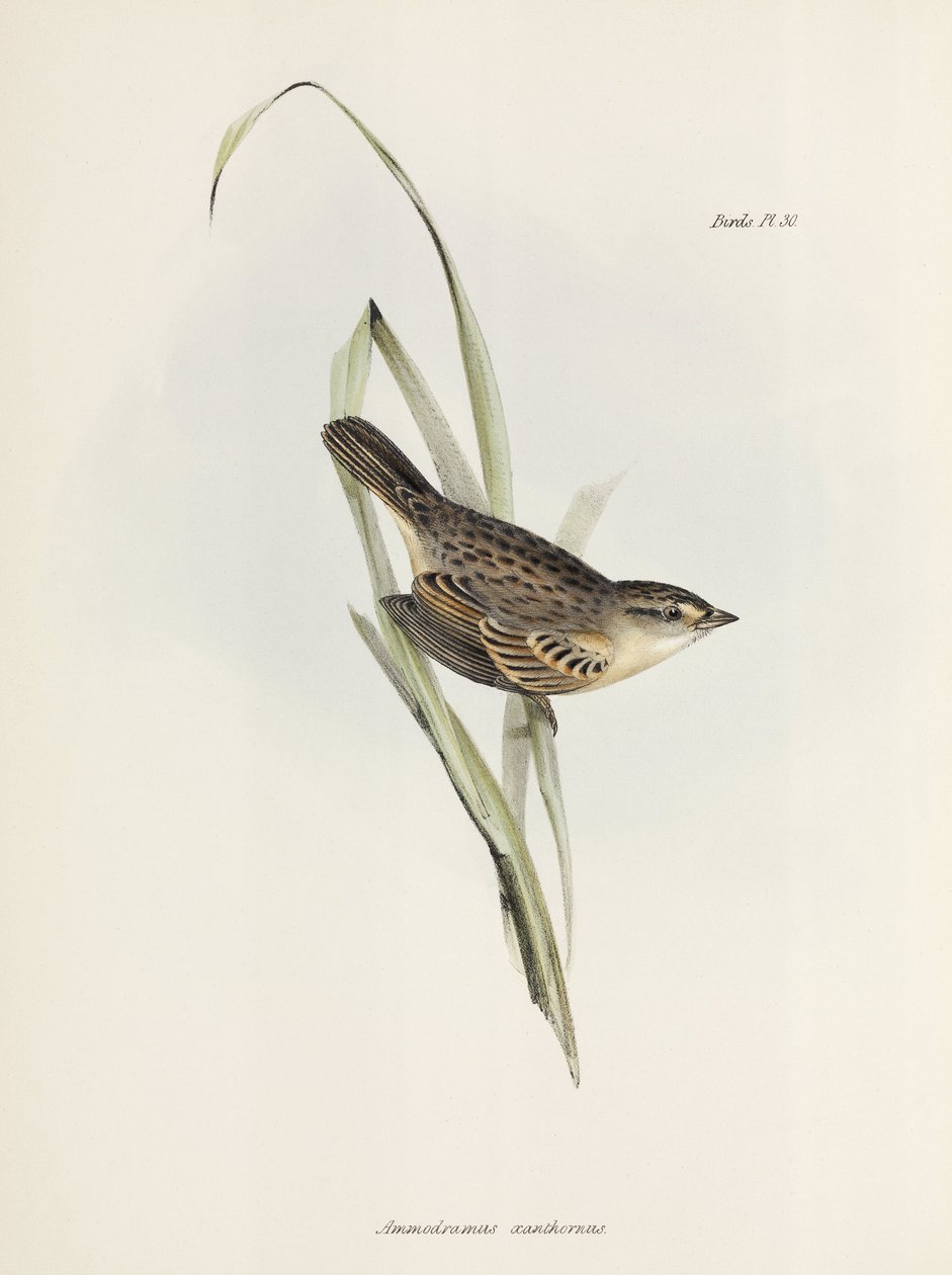 Veréb vagy pinty, c 1832-1836 alkotó: Unbekannter Künstler