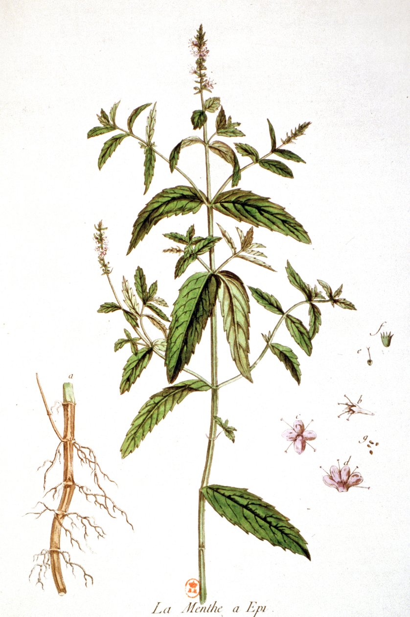 Spearmint alkotó: Unbekannter Künstler