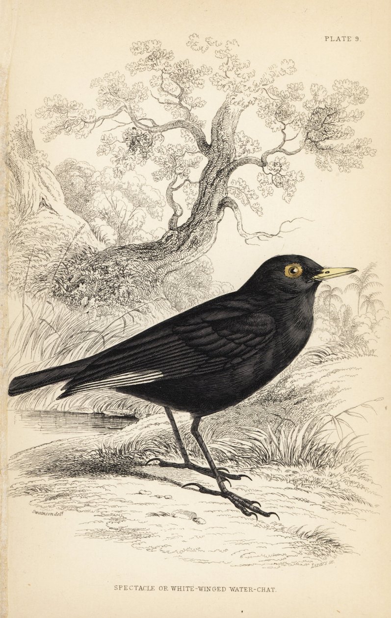 Szemüveges tirant, Hymenops perspicillatus (Szemüveges vagy fehérszárnyú vízicsibe, Perspicilla leucoptera). William Lizars kézzel színezett acélmetszete William Swainson illusztrációja után Sir William Jardine Naturalist