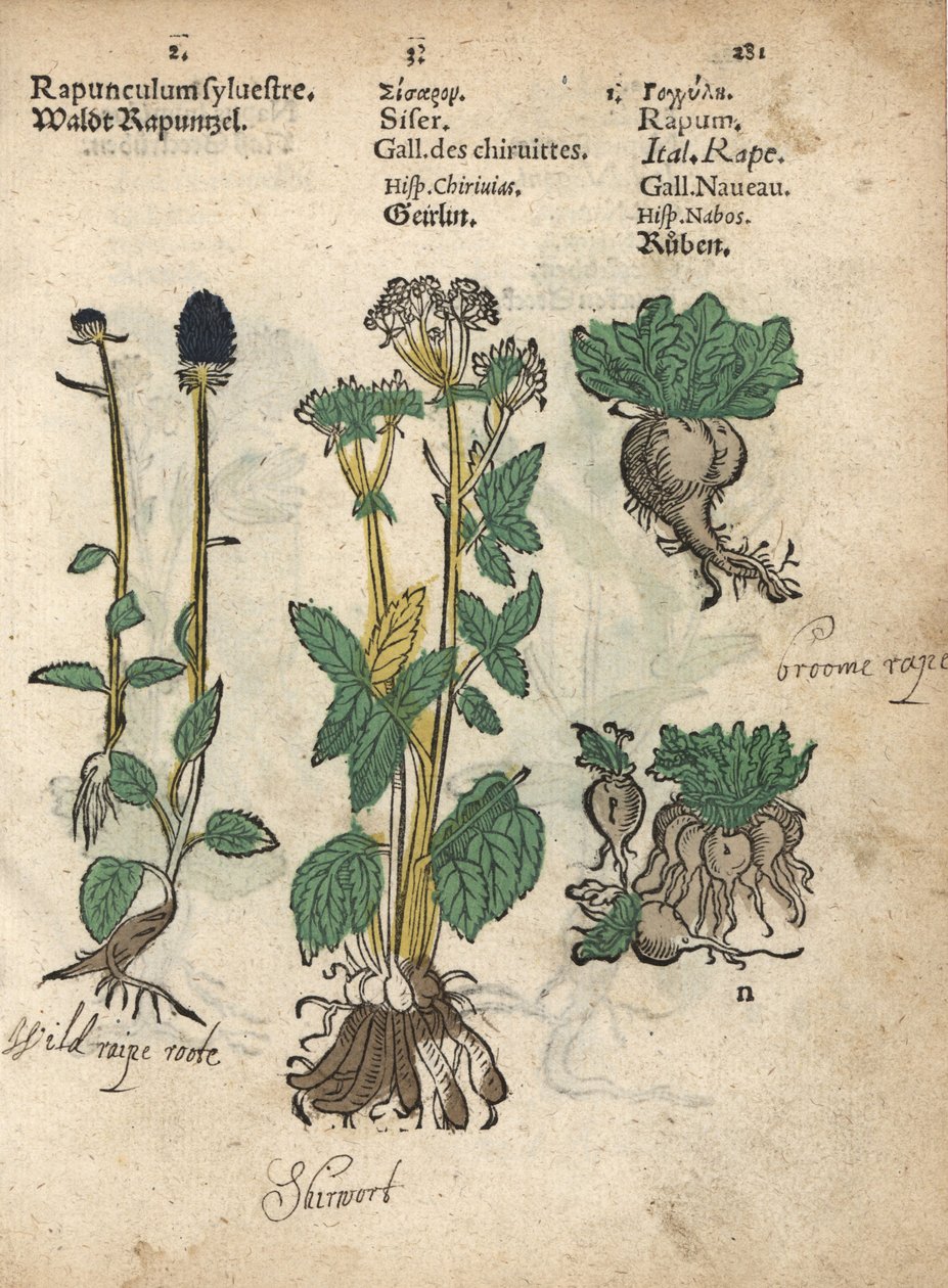 Tüskés rampusz, Phyteuma spicatum, szkíta, Sium sisarum, és fehérrépa, Brassica rapa. Adam Lonicer Krauterbuch, avagy gyógynövény, Frankfurt, Krauterbuch vagy Herbal című művének botanikai illusztrációjának kézzel színezett fametszete. alkotó: Unbekannter Künstler
