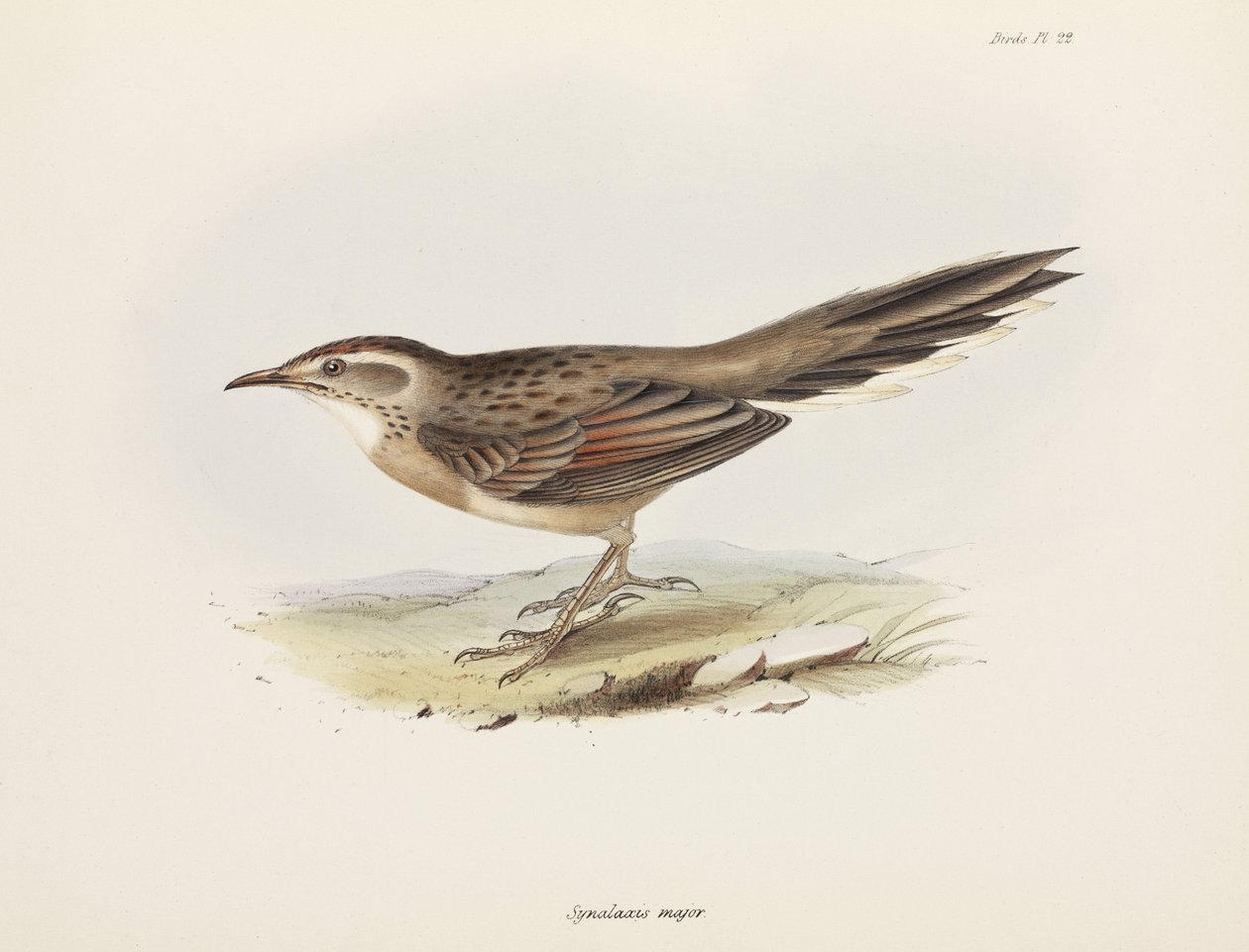 Spinetail, Dél-Amerika, c 1832-1836 alkotó: Unbekannter Künstler