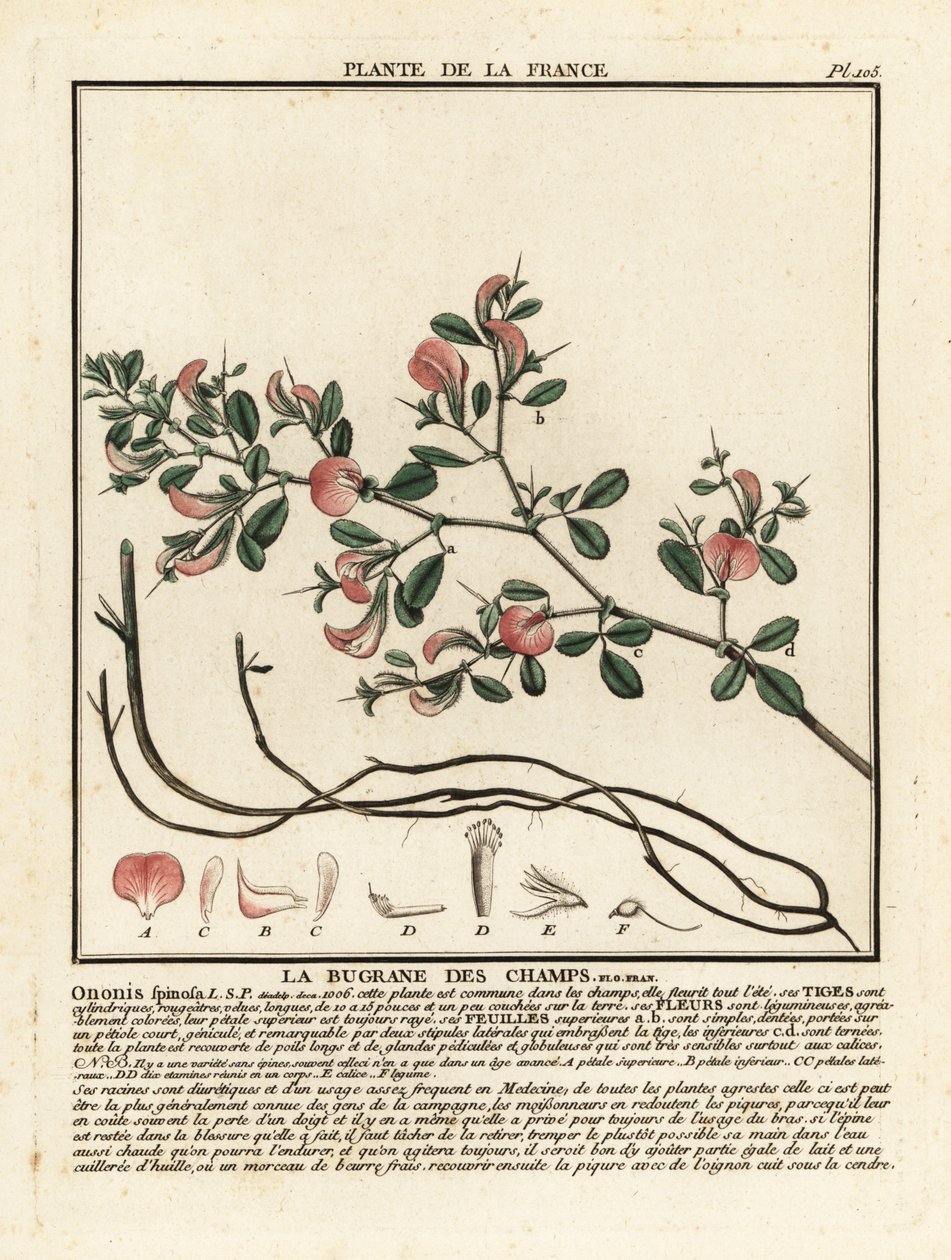Spiny restharrow, La bugrane des champs, Ononis spinosa. alkotó: Unbekannter Künstler