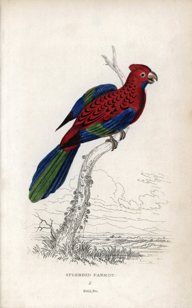 Pompás papagáj (Psittacus gloriosus). Platycerus elegans. Joseph Kidd litográfiája John Audubon rajza alapján, a Miscellany of Natural History-ban: Papagájok, Sir Thomas DiK Lauder és Thomas Brown kapitány, megjelent Edinburghban, Skóciában, 1833-ban. alkotó: Unbekannter Künstler