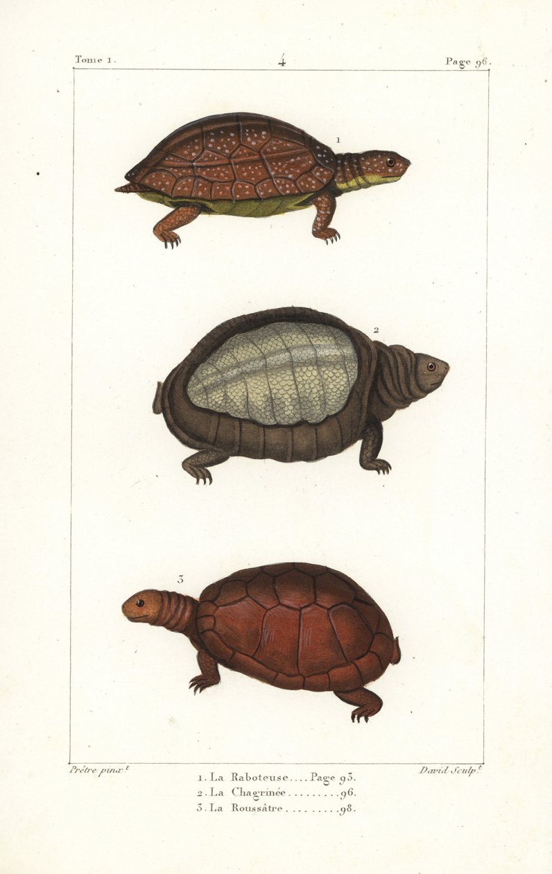 Foltos lábú teknős, Rhinoclemmys punctularia 1, indiai páncélos teknős, Lyssemys punctata 2, és észak-afrikai sisakos teknős, Pelomedusa subrufa olivacea. David kézi rézmetszete Jean-Gabriel Pretre berni illusztrációja után. alkotó: Unbekannter Künstler