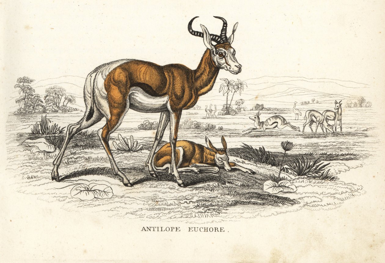 Tavaszi bika, Antidorcas marsupialis (Antelope euchore). Kézzel színezett litográfia Georg Friedrich Treitschke természetrajzi galériájából, Naturhistorischer Bildersaal des Thierreiches, Liepzig-1842. alkotó: Unbekannter Künstler