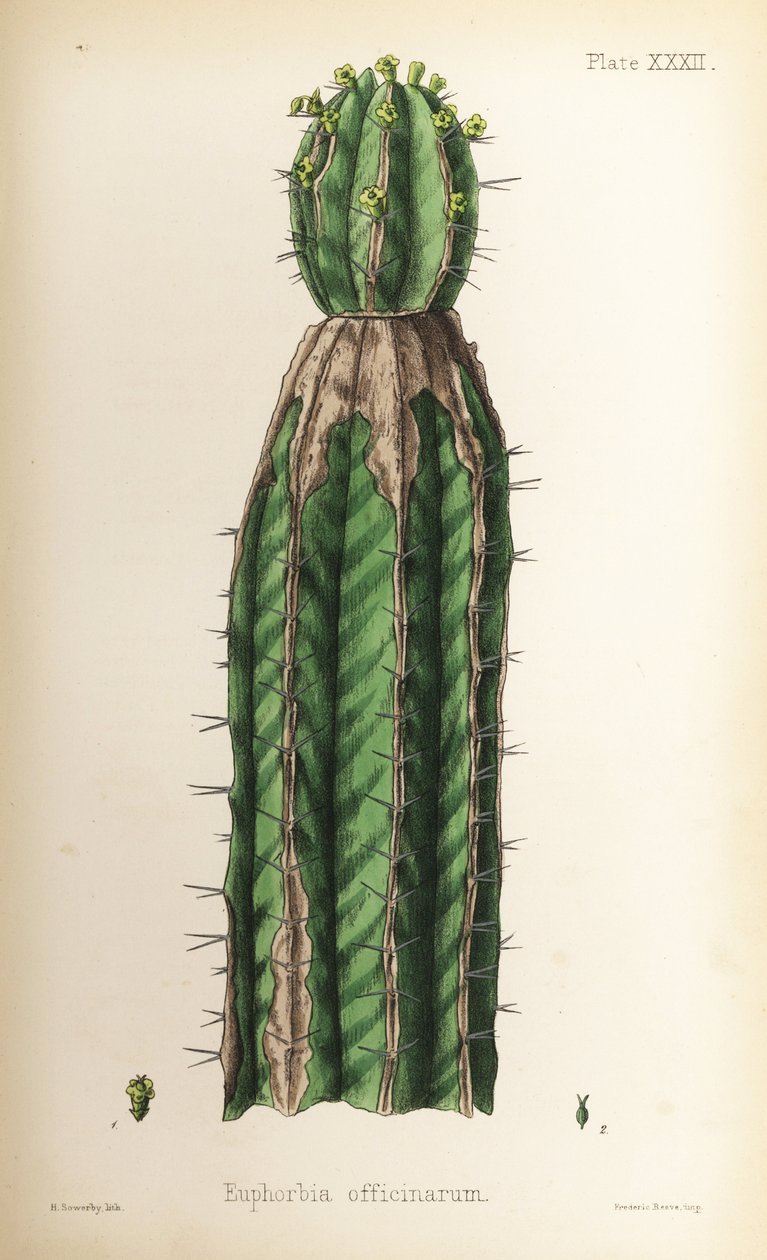 Sarkantyúfű, Euphorbia officinarum. Henry Sowerby kézi színezésű litográfiája Edward Hamilton Flora Homeopathica című művéből, Bailliere, London. alkotó: Unbekannter Künstler