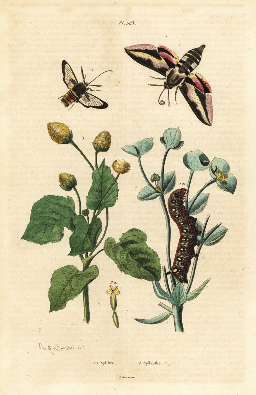 Sólyommoly, Hyles euphorbiae és hernyó 1, hornetmoly, Sesia apiformis 2 és fogfájás növény, Spilanthes fajok alkotó: Unbekannt