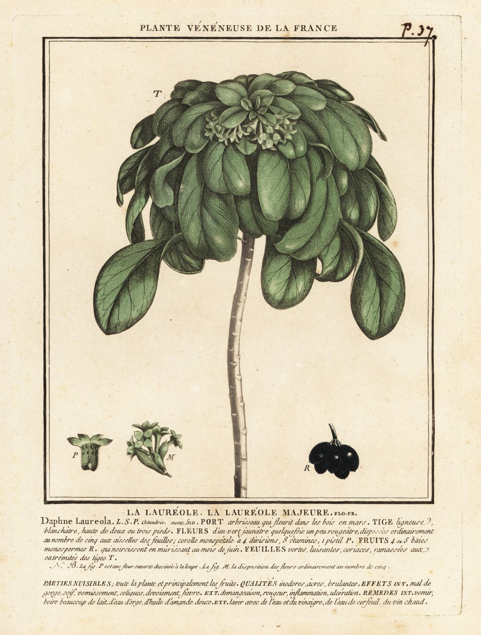 Spurge Laurel, Daphne Laureola. alkotó: Unbekannter Künstler