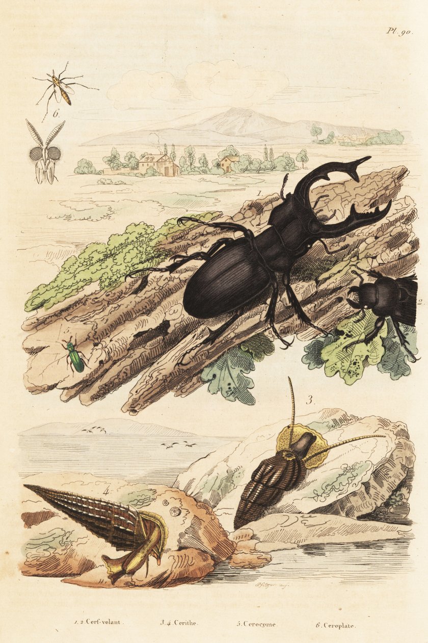 Szarvasbogár, Lucanus szarvas 1, Cerithium sulcatum és Rhinoclavis durva puhatestűek 3,4, Cerocoma elateroides 5 és Keroplatus tipuloides darázs 6 alkotó: Unbekannt