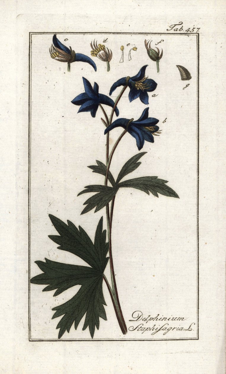 Staphisegar vagy tetűfű, köszvényes fű vagy vadszőlő (Delphinium staphisagria). Litográfia Johannes Zorn (1739-1799) "Afbeelding der Artseny-Gewassen" című művéből, Hollandia. alkotó: Unbekannter Künstler