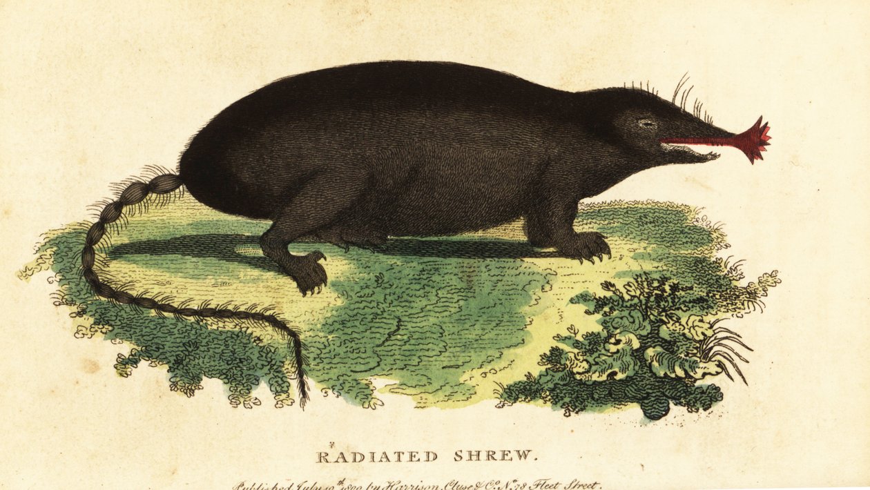 Csillagos orrú vakond, Condylura cristata.,1800 (metszet) alkotó: Unbekannter Künstler