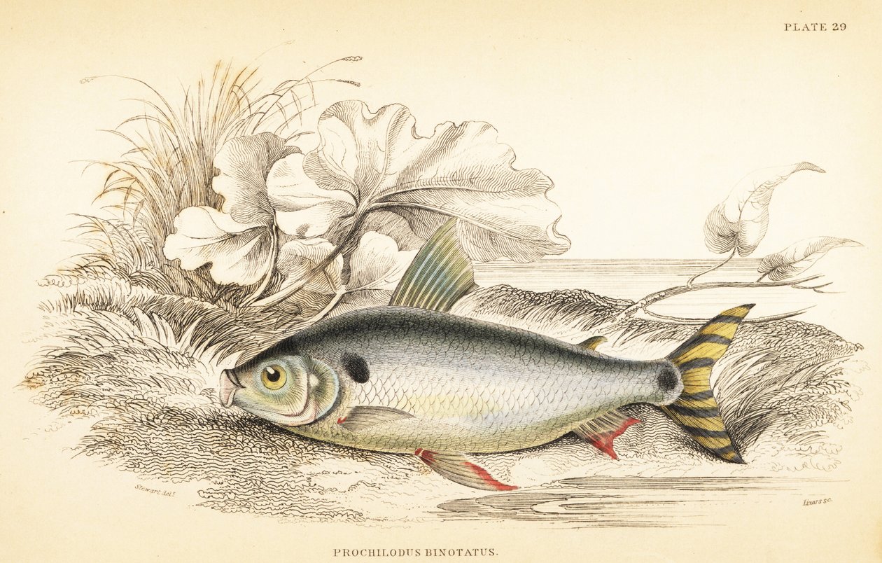 Steindachnerina binotata (Kétszeres jelölésű lazac ponty, Prochilodus binotatus). W.H. Lizars kézzel színezett acélmetszete James Stewart illusztrációja után Robert Schomburg Fishes of Guiana című művéből, amely Sir William Jardine Naturalist