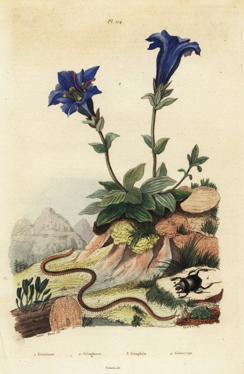 Kocsánytalan tárnics, encián acaulis 1, Clavaria ophioglossoides 2, százlábú, Geophilus walckenaerii 3 és szkarabeusz bogár, Geotrupes momus 4 alkotó: Unbekannt
