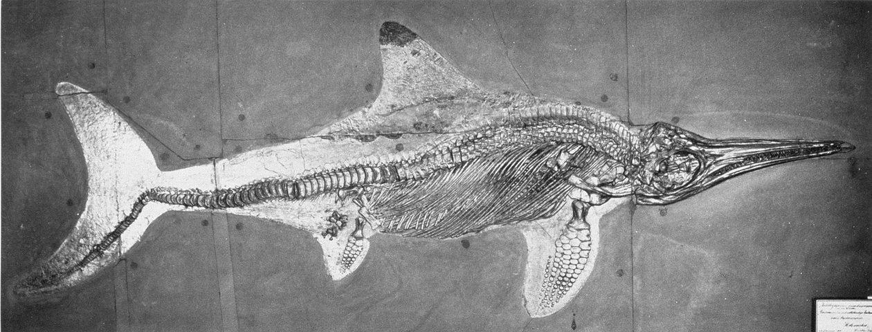 A Stenopterygius megacephalus (az oxfordi ichthyosaurus) 1. sz. Stuttgart, Németország, Felső Lias-korszak alkotó: Unbekannt