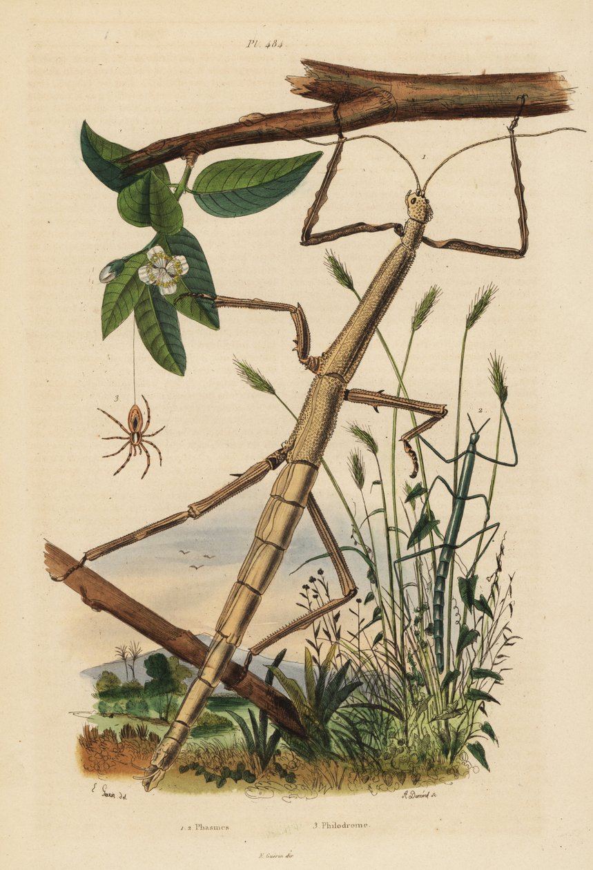 Pálcás rovarok vagy phasmidák, Carausius morosus és Clonopsis gallica, valamint vándor rákpók, Philodromus aureolus alkotó: Unbekannt