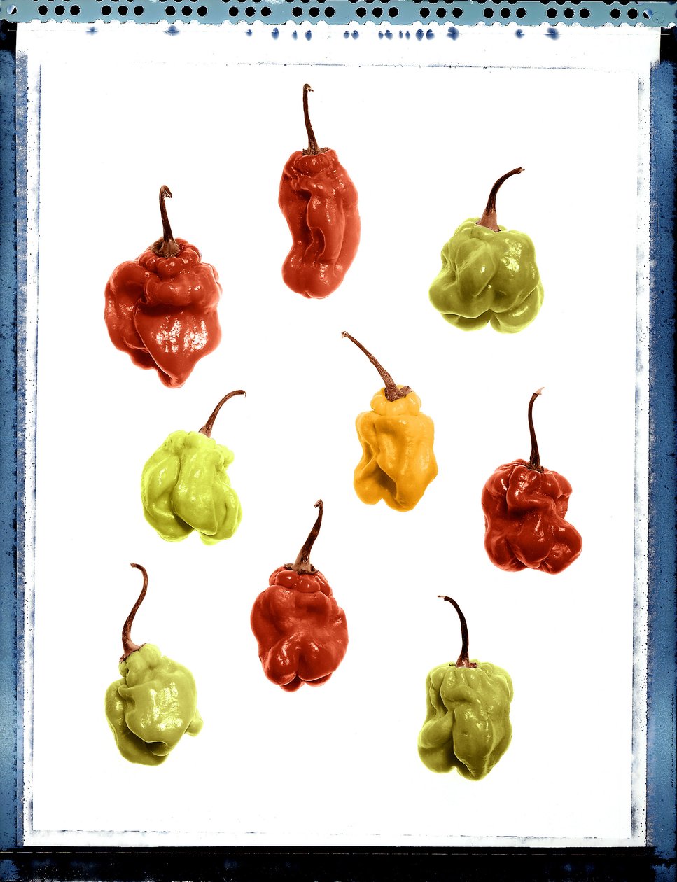 Sárga, piros és zöld paprika csendélet alkotó: Unbekannt