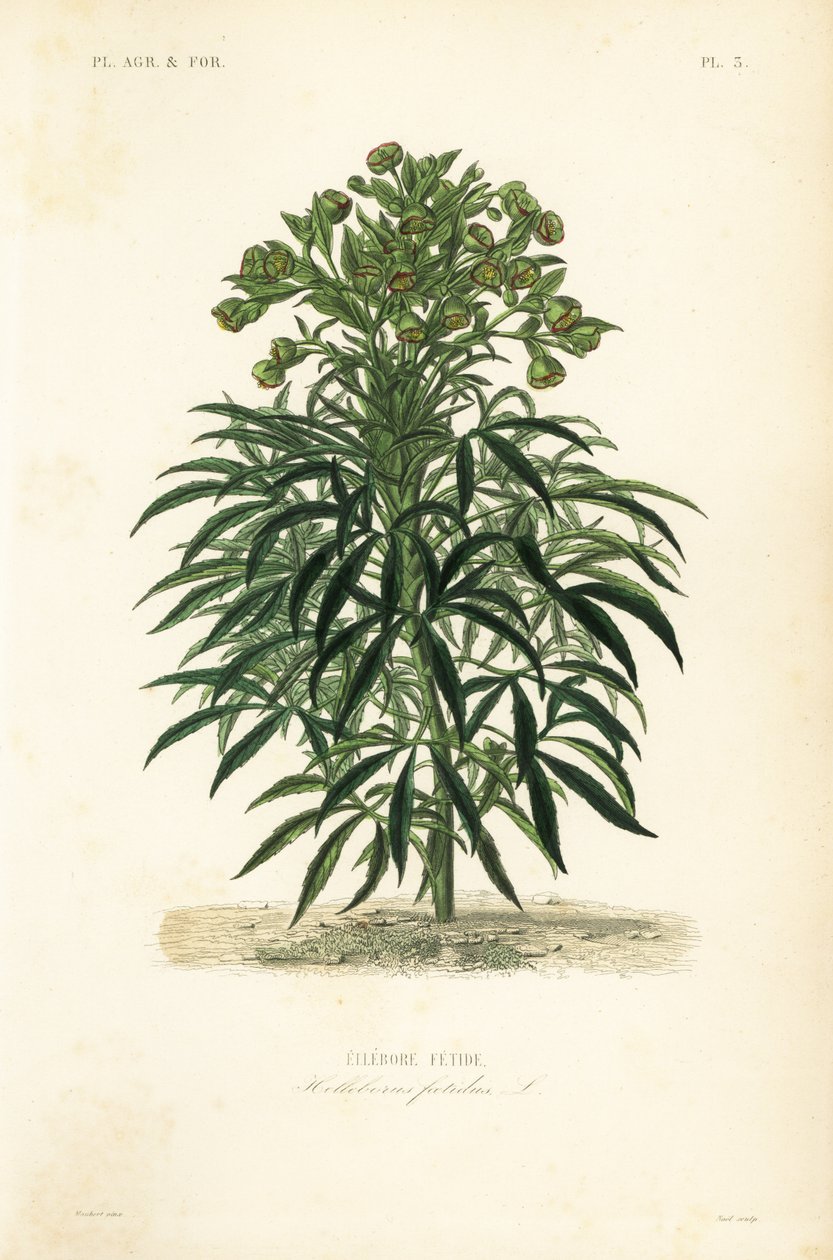 Büdös hellebore, Helleborus foetidus, Ellebore fetide alkotó: Unbekannt