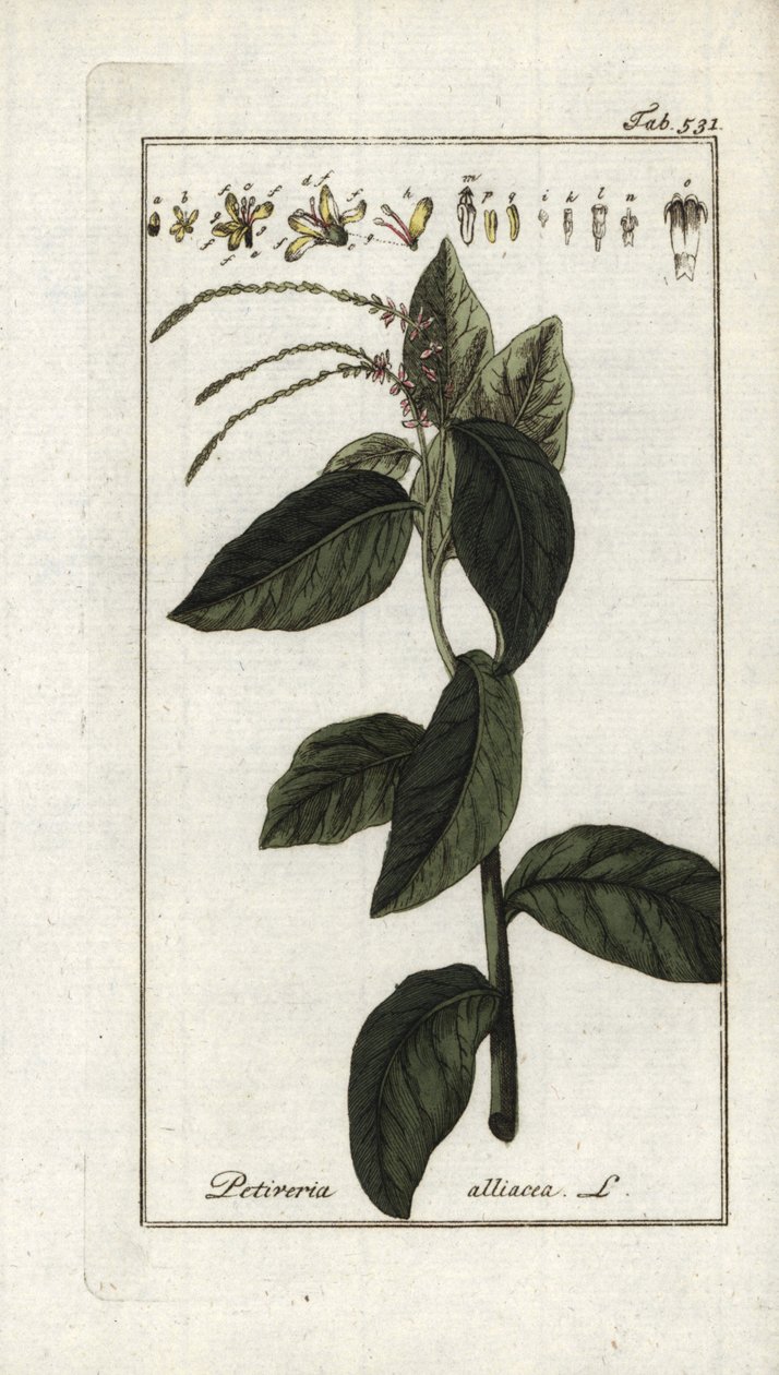 Büdös verbéna vagy fokhagymás lián (Petiveria alliacea). Litográfia Johannes Zorn (1739-1799) "Afbeelding der Artseny-Gewassen" című művéből, Hollandia. alkotó: Unbekannter Künstler