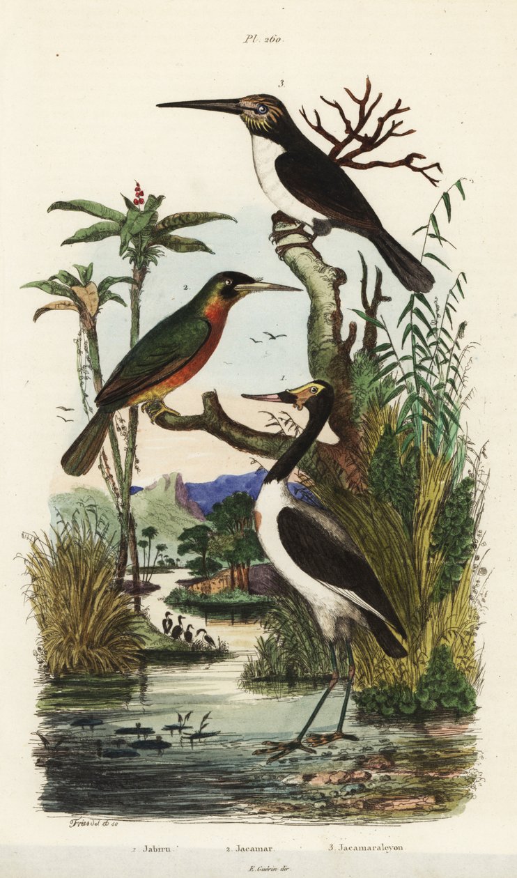 Gólya, Jabiru mycteria, rózsafarkú jakamar, Galbula ruficauda és háromujjú jakamar, Jacamaralcyon tridactyla alkotó: Unbekannt