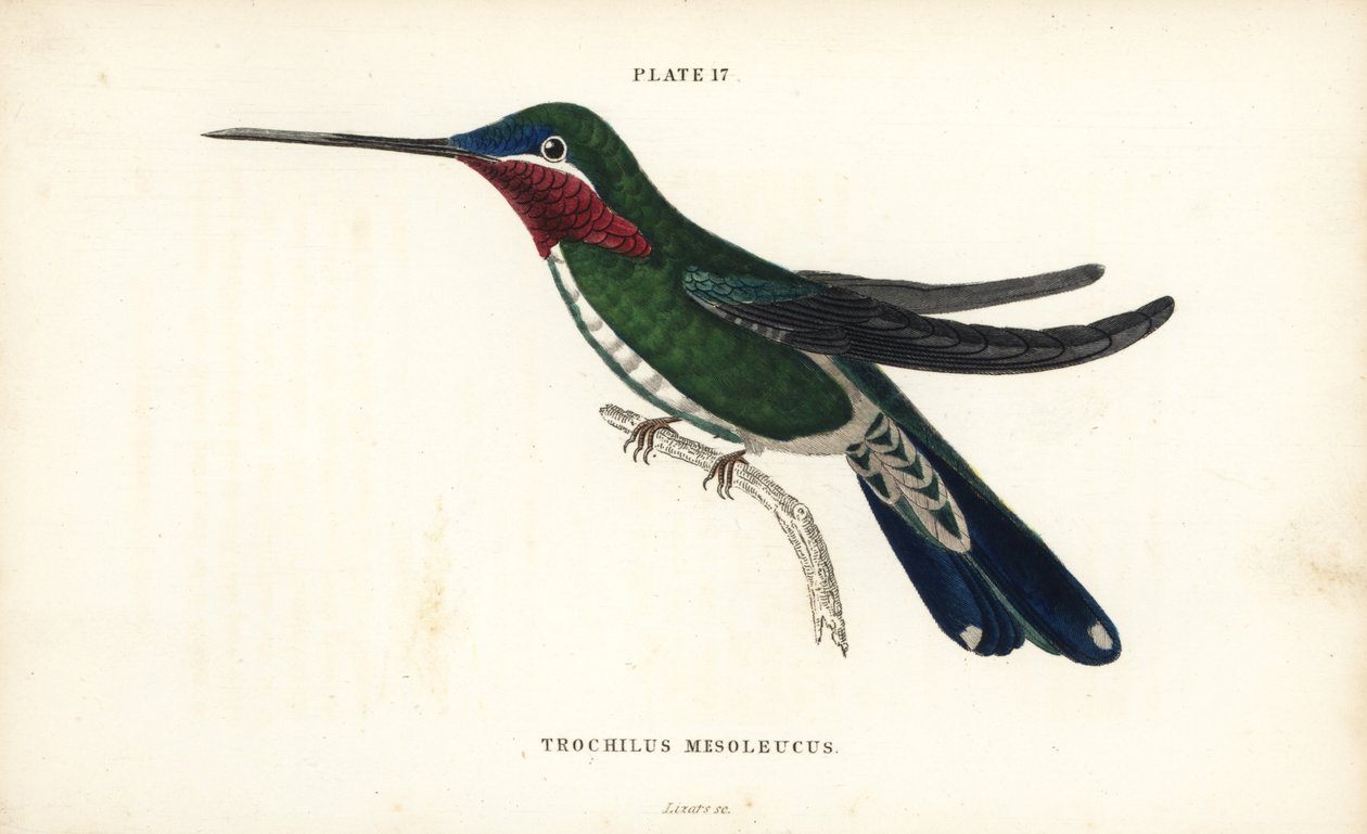 Csíkos csíkos bíbic, Heliomaster squamosus (fehércsíkos kolibri, Trochilus mesoleucus). William Lizars kézzel színezett acélmetszete Sir William Jardine természettudós könyvtárából: Ornithology: Hummingbirds Volume 2, Edinburgh, W.H. Lizars alkotó: Unbekannter Künstler