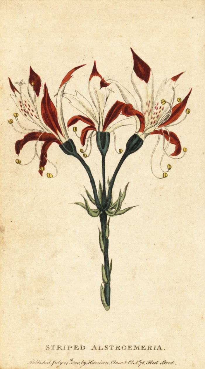 Csíkos alstroemeria, Alstroemeria ligtu. ,1800 (metszet) alkotó: Unbekannter Künstler