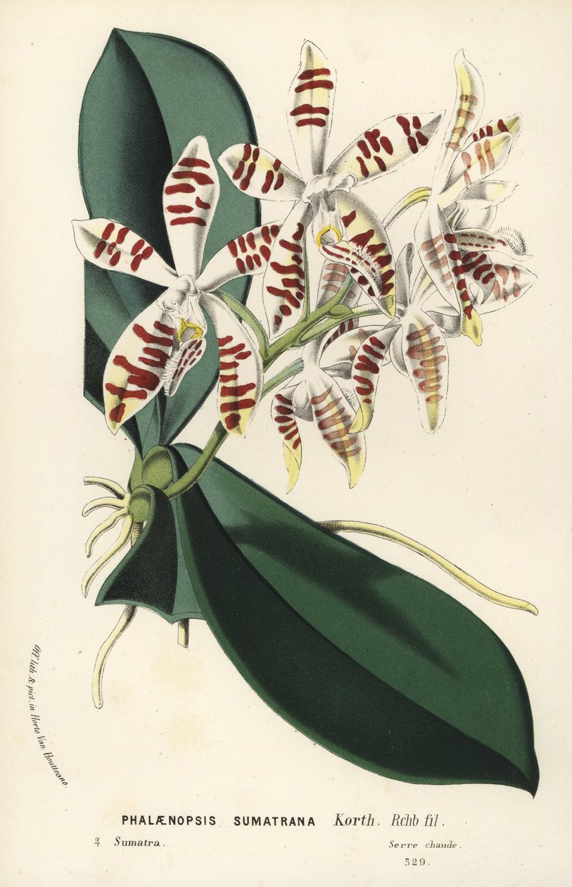 Szumátrai phalaenopsis orchidea, Phalaenopsis sumatrana. Kézzel színezett litográfia Louis van Houtte és Charles Lemaire: Flowers of the Gardens and Hothouses of Europe, Flore des Serres et des Jardins de l