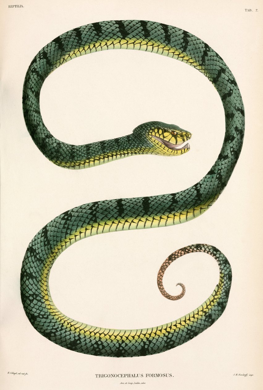 Sumatran Pit-Viper, Indonézia alkotó: Unbekannter Künstler