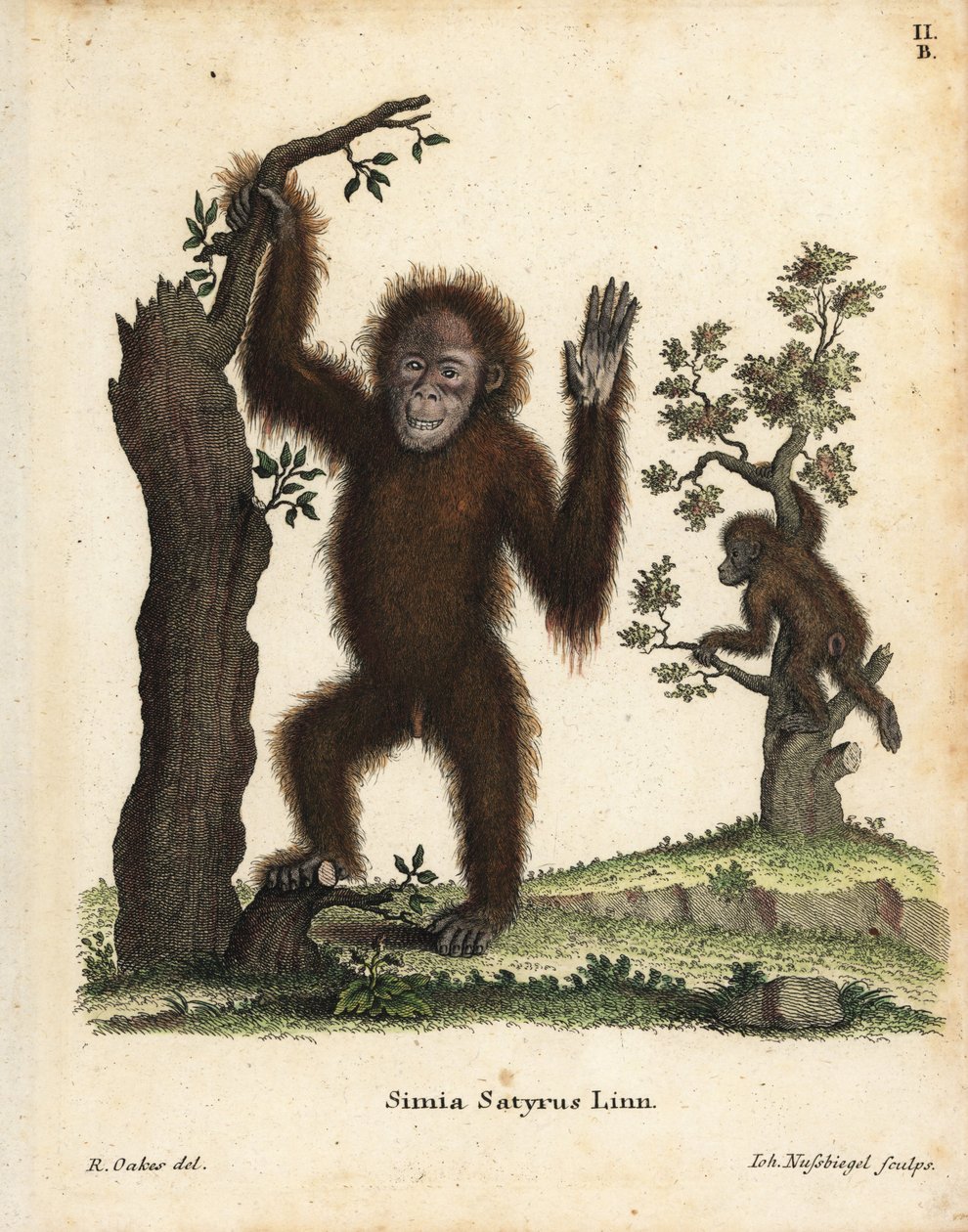 Szumátrai orangután, Pongo abelii. Kritikusan veszélyeztetett. Kézi rézmetszet R. Oakes illusztrációja után Johann Christian Daniel Schreber: Animal Illustrations after Nature, or Schreber