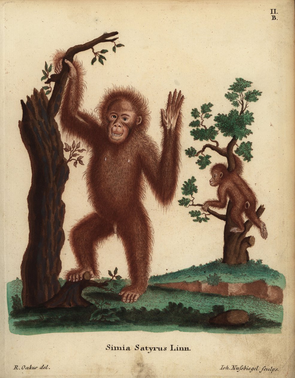Szumátrai orangután, Pongo abelii. Kritikusan veszélyeztetett. Simia satyrus Linn. Johann Nussbiegel kézzel készített rézmetszete R. Oakes illusztrációja után Johann Christian Daniel Schreber: Animal Illustrations after Nature, avagy Schreber