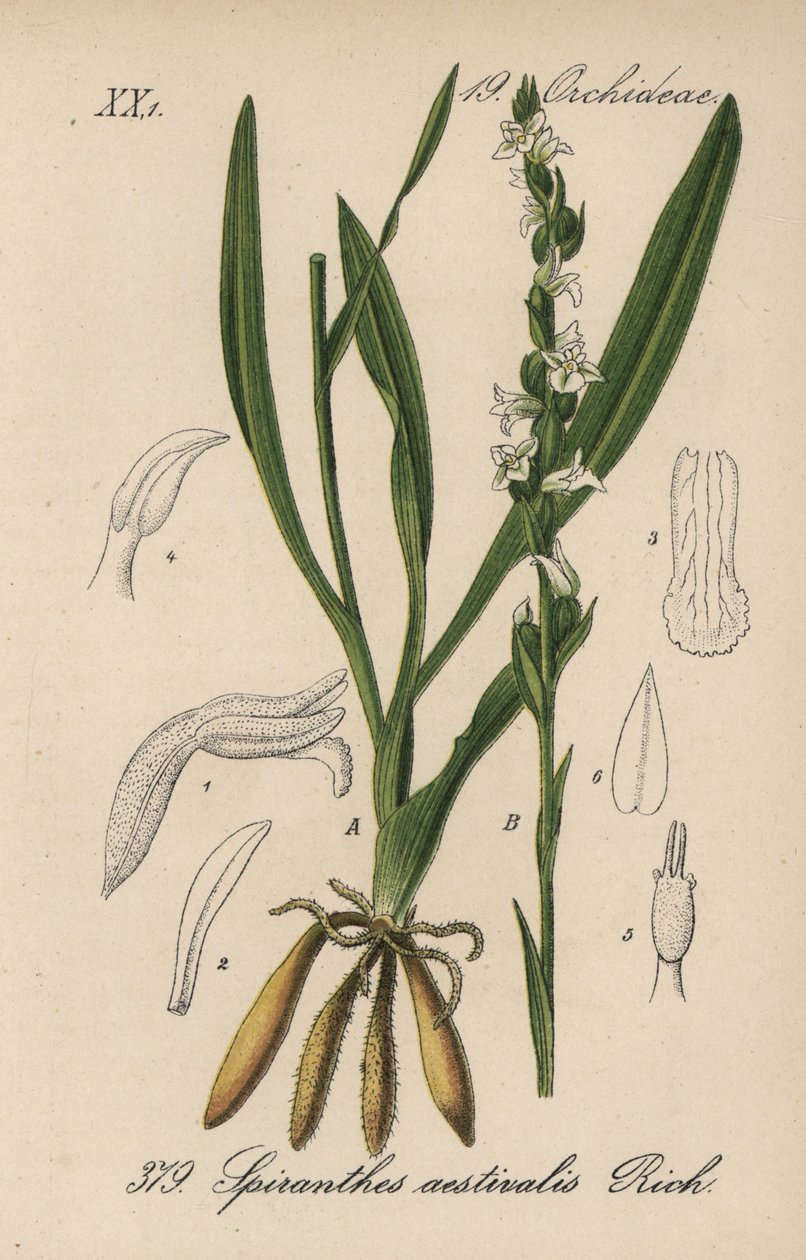 Nyári spirant - Nyári nőszirom, Spiranthes aestivalis. Kézzel színezett litográfia Diederich von Schlechtendal Német flóra (Flora von Deutschland) című művéből, Jena. alkotó: Unbekannter Künstler