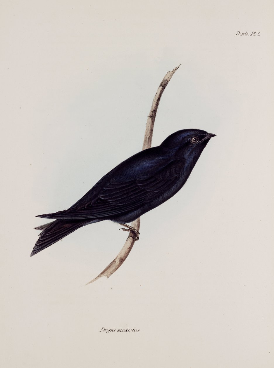 Fecske vagy Martin, Dél-Amerika, 1832-1836 alkotó: Unbekannt