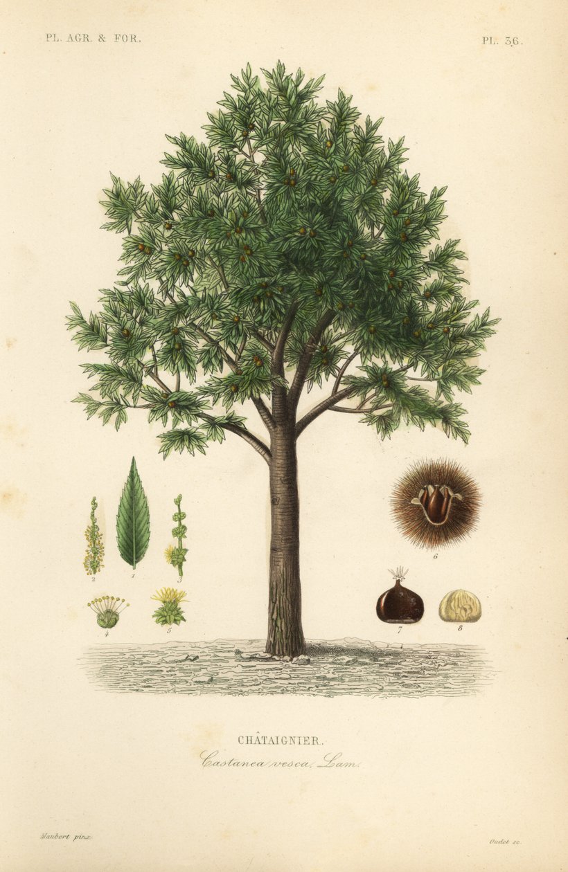 szelídgesztenye, Castanea sativa, Castanea vesca, Chataignier alkotó: Unbekannt
