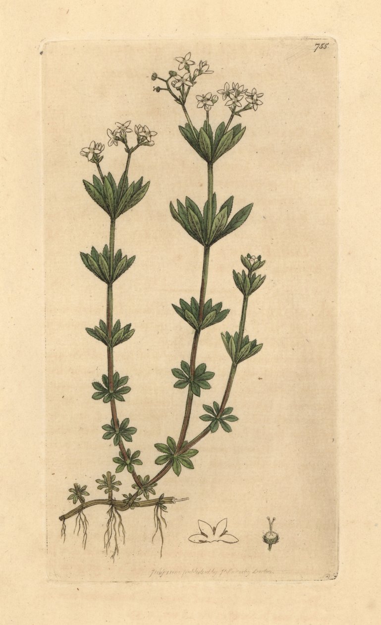 Édeskés illatú szalmazsák, Galium odoratum (Édes erdeifű, Asperula odorata) (gaillet odorant) Kézzel színezett rézmetszet James Sowerby rajza után James Smith angol botanikájához készült rajz alapján. alkotó: Unbekannter Künstler