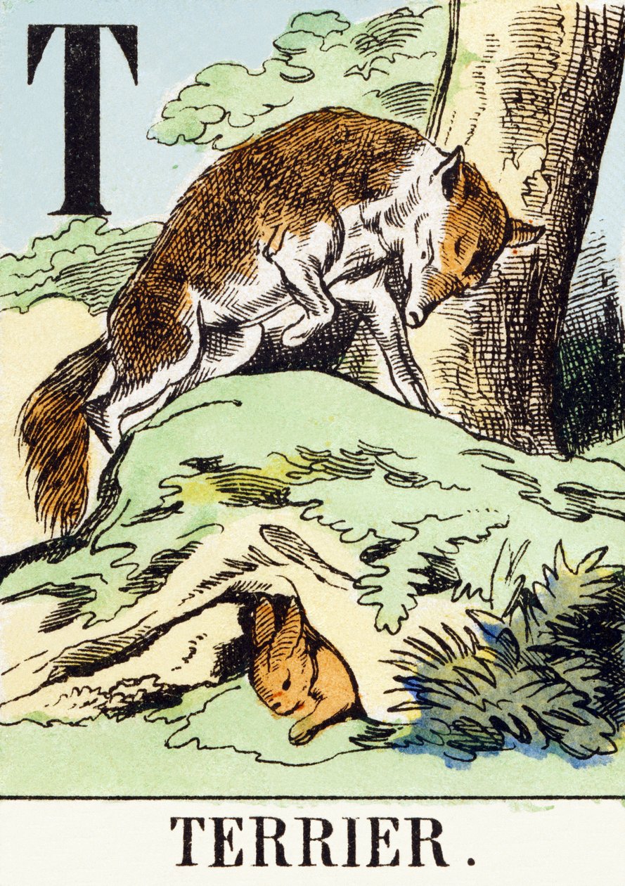 T: Terrier – A vadászábécé, 1890 körül (metszet) alkotó: Unbekannt