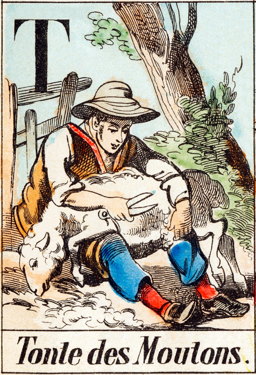 T Tonte des moutons - "A farm ábécéje" 19. század vége (metszet) alkotó: Unbekannt
