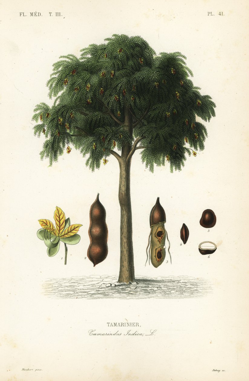 Tamarind fa, Tamarindus indica, Tamarinier alkotó: Unbekannt