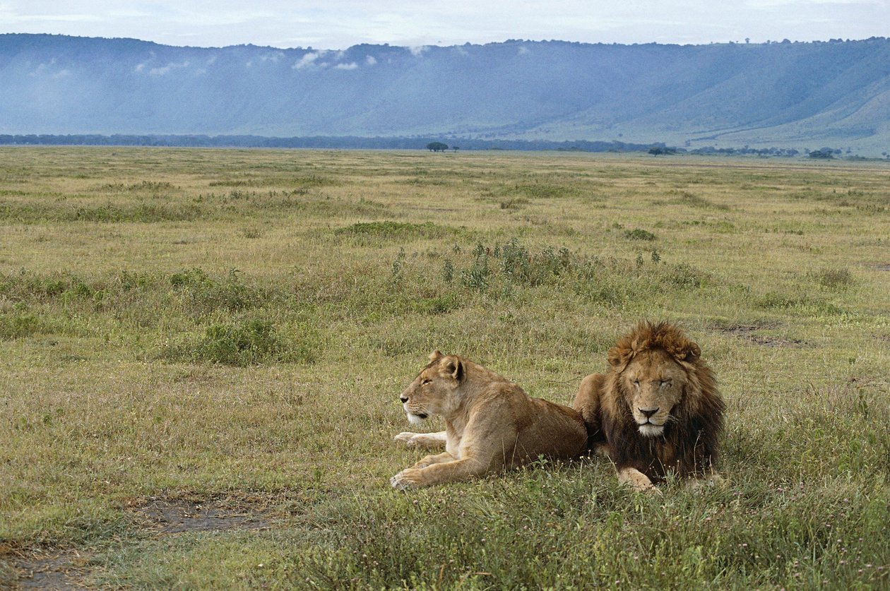 Ngorongoro Természetvédelmi Terület, Tanzánia alkotó: Benjamin Baud