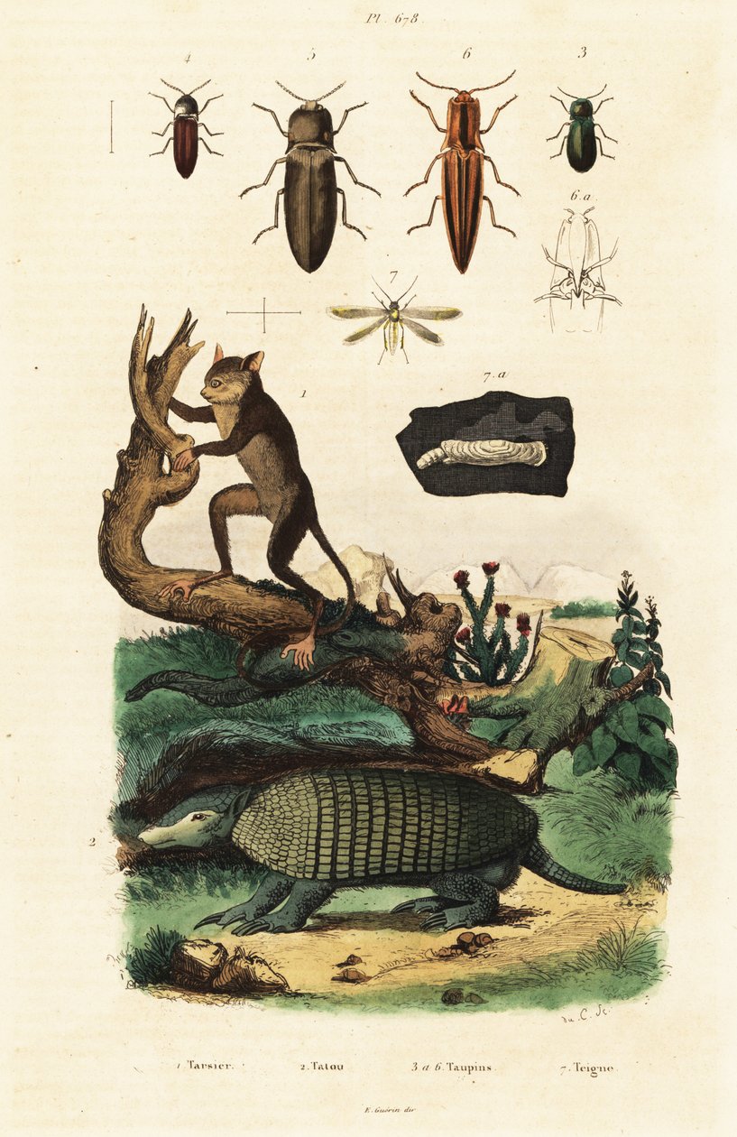 Tarsier, tatu és bogarak. ,1834-1839 (metszet) alkotó: Unbekannter Künstler