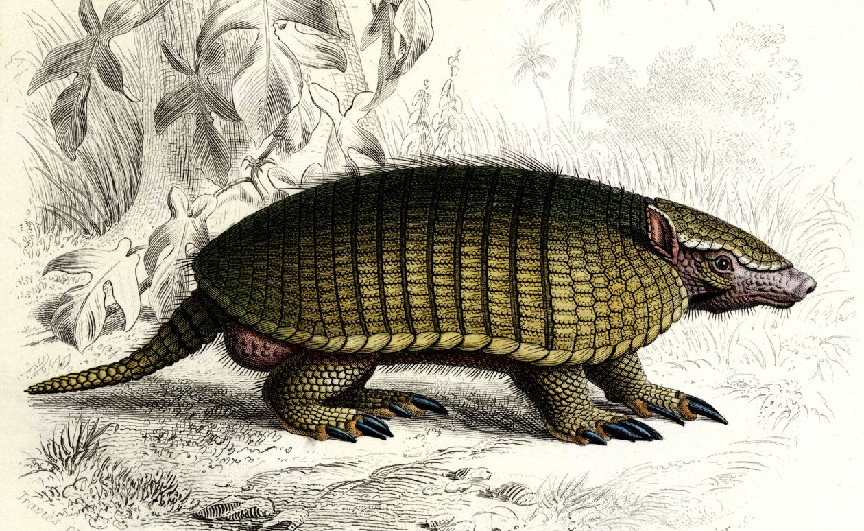 Encoubrt armadillo (Dasypus sexeinetus), edentes emlősök. Charles D