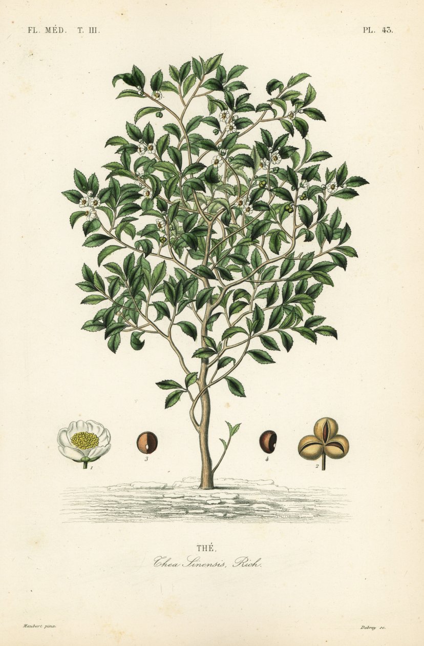 Teafa vagy teanövény, Camellia sinensis, Thea sinensis, a alkotó: Unbekannt