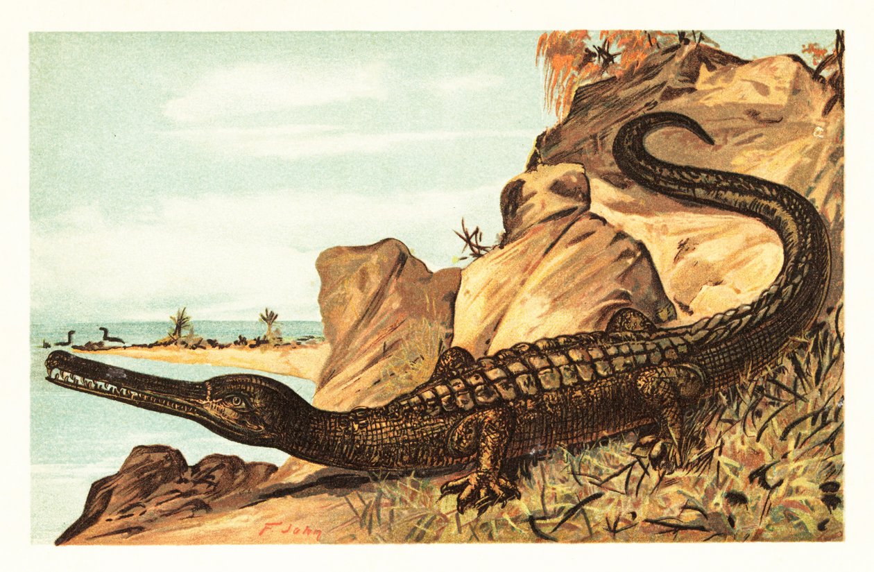 Teleosaurus cadomensis, kihalt tengeri krokodilfaj.1908 (litográfia) alkotó: Unbekannter Künstler