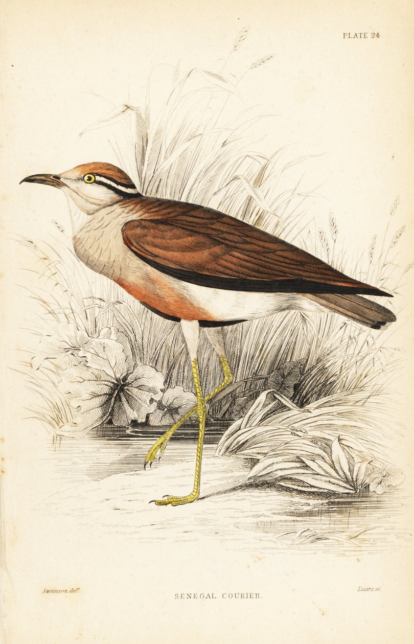 Temminck-futár, Cursorius temminckii (szenegáli futár, Tachydromus senegalensis). William Lizars kézzel színezett acélmetszete William Swainson után Sir William Jardine Naturalist