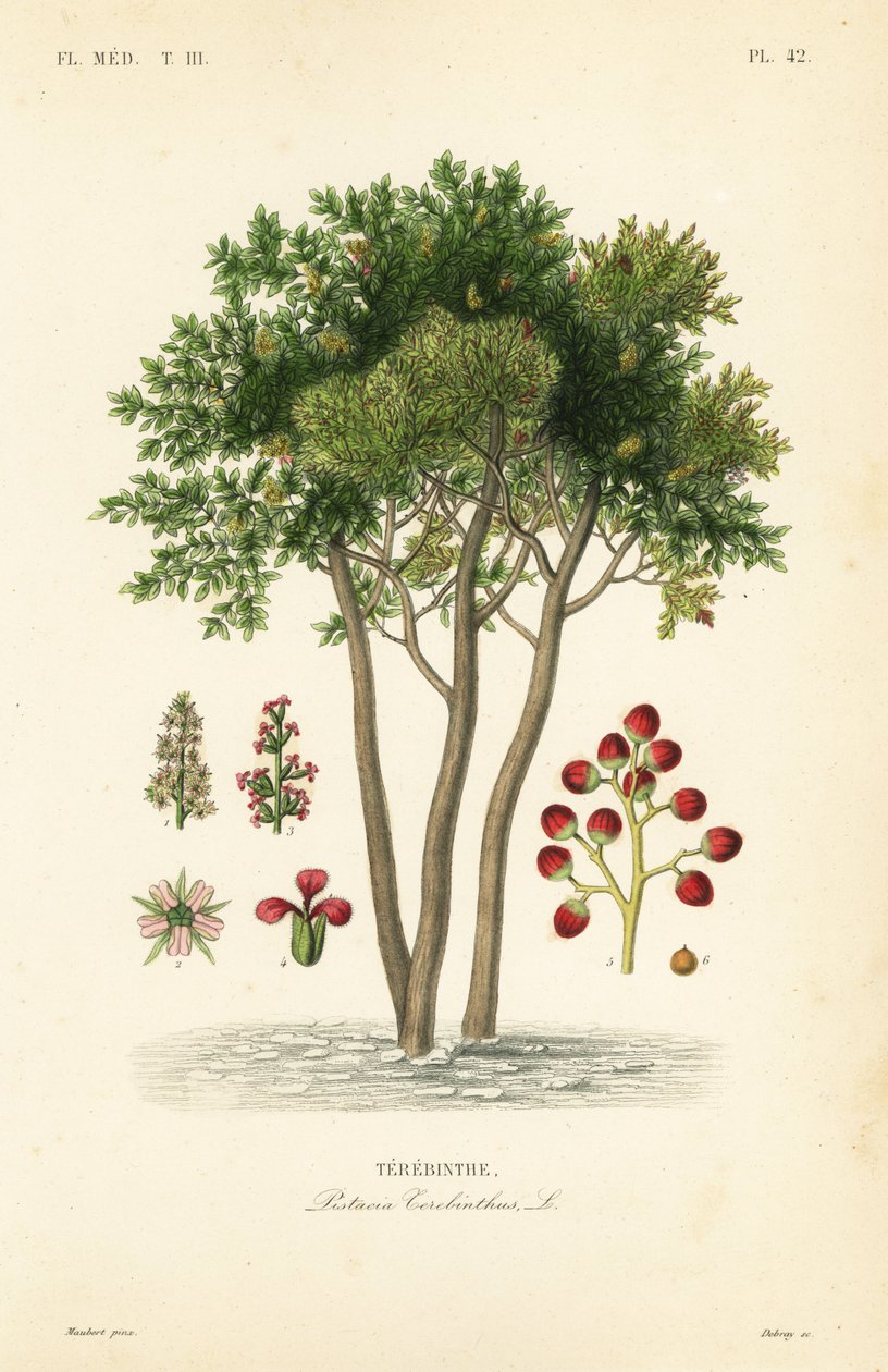 Terebinth vagy terpentinfa, Pistacia terebinthus, Terebinthe alkotó: Unbekannt