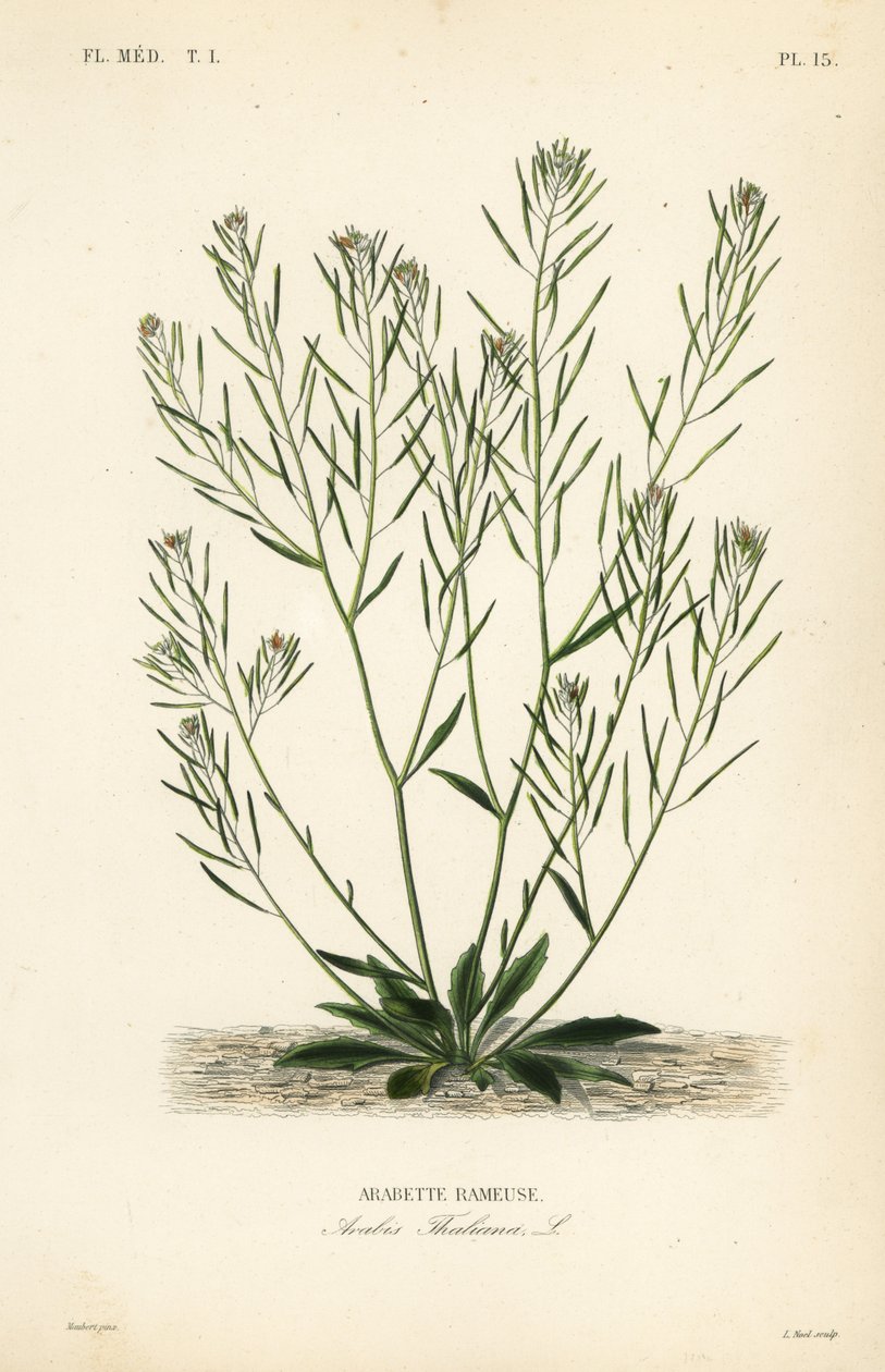 Thale zsázsa, egérfülű zsázsa vagy arabidopsis, Arabidopsis thaliana, Arabis thaliana, Arabette rameuse alkotó: Unbekannt