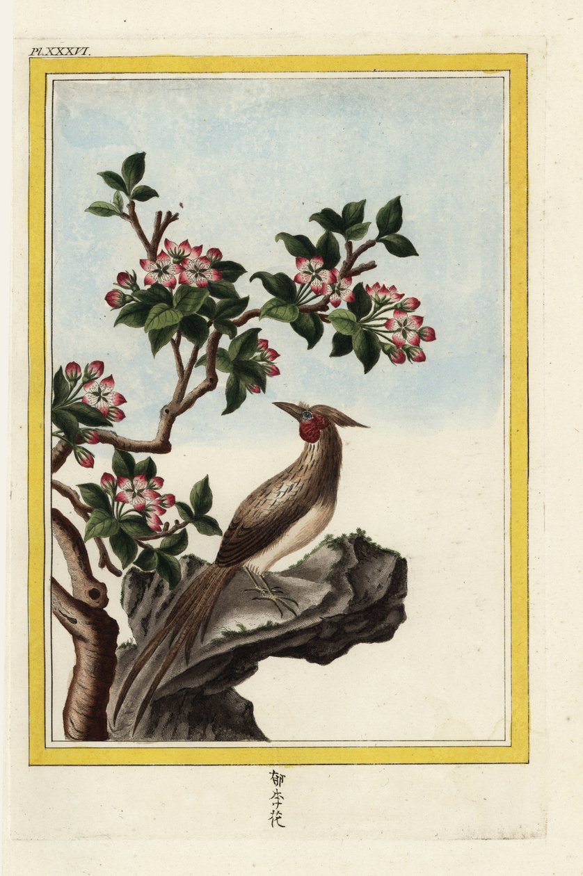 A kínai almafa. Kínai alma, Malus prunifolia. Kézi színes metszet Pierre Joseph Buchoz "Értékes és illuminált gyűjtemény a legszebb és legkülönösebb virágokról, amelyeket mind a kínai, mind az európai kertekben termesztettek, Párizsban. alkotó: Unbekannter Künstler