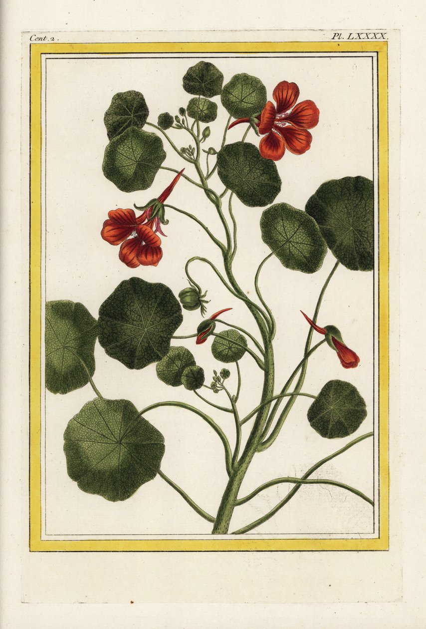A kapucinus. Kerti naspolya, Tropaeolum majus. Kézi színes metszet Pierre Joseph Buchoz "Értékes és illuminált gyűjtemény a legszebb és legkülönösebb virágokról, amelyeket mind a kínai, mind az európai kertekben termesztenek, Párizsban. alkotó: Unbekannter Künstler