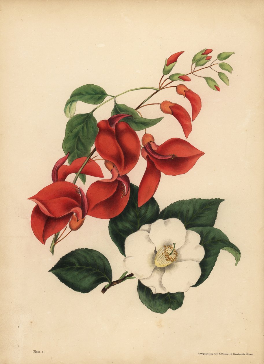 Kakasfésű korallfa, Erythrina crista-galli, szingularitás; Egyetlen fehér virágú kamélia vagy japán rózsa, Camellia japonica, a szépség az egyetlen vonzereje alkotó: Unbekannt