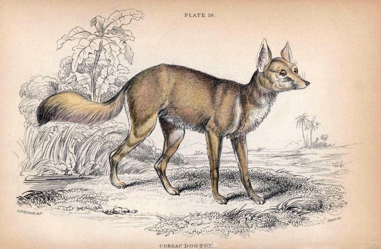 A Corsac róka, Vulpes Corsac - Charles Hamilton Smith ezredes litográfiája a Naturalist