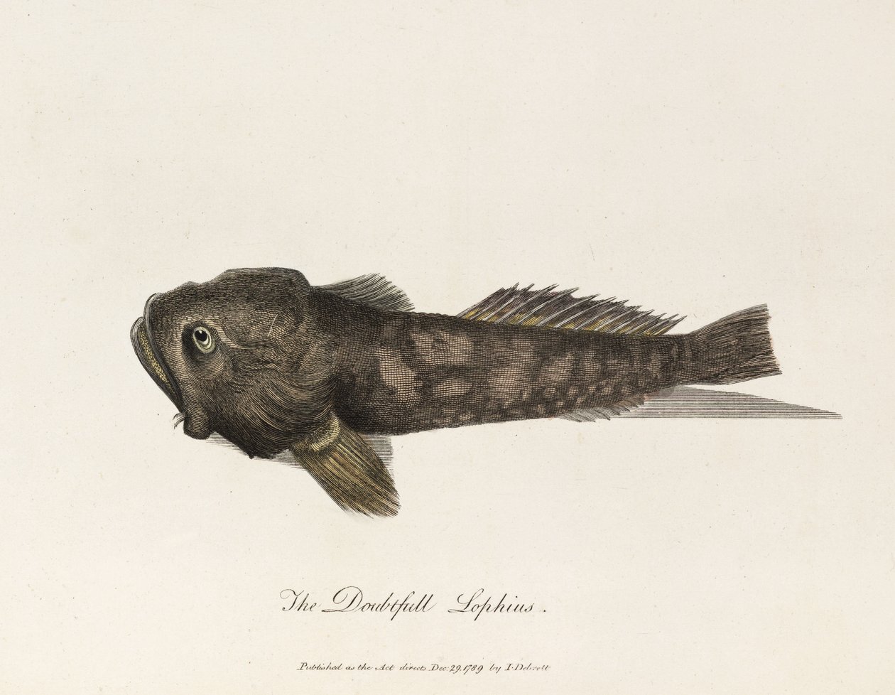 "A kétséges Lophius" alkotó: Unbekannter Künstler